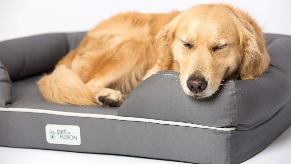 How to choose the right size dog bed | PetsRadar