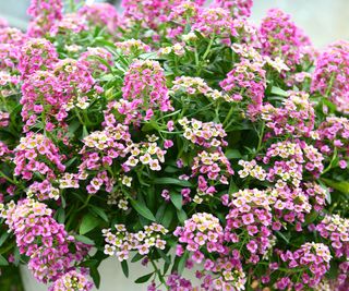 Fiori di Alyssum dolce bianchi e rosa in profusione, cascata fiorita.