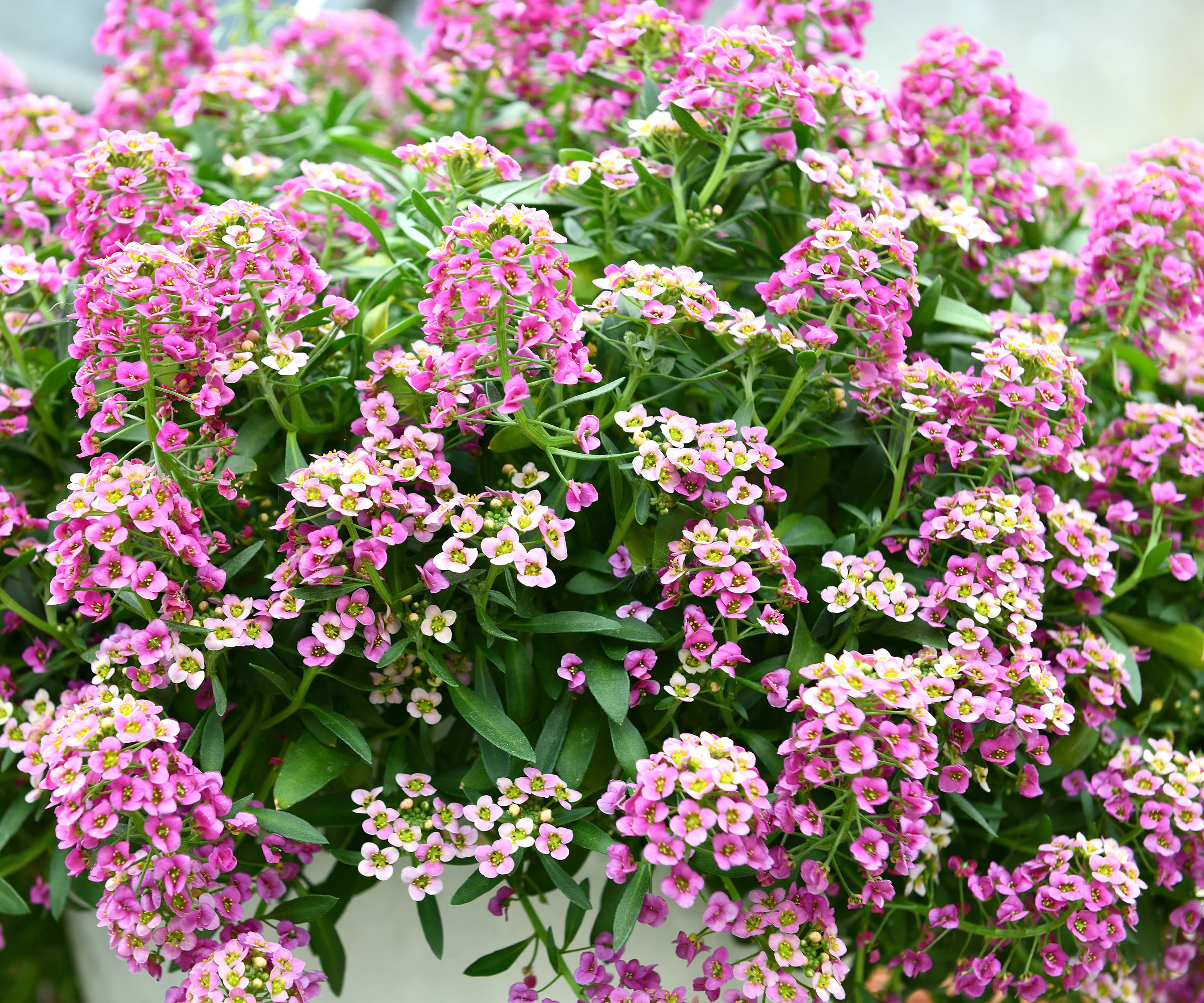 sweet alyssum plant in full flower with pink and white petals