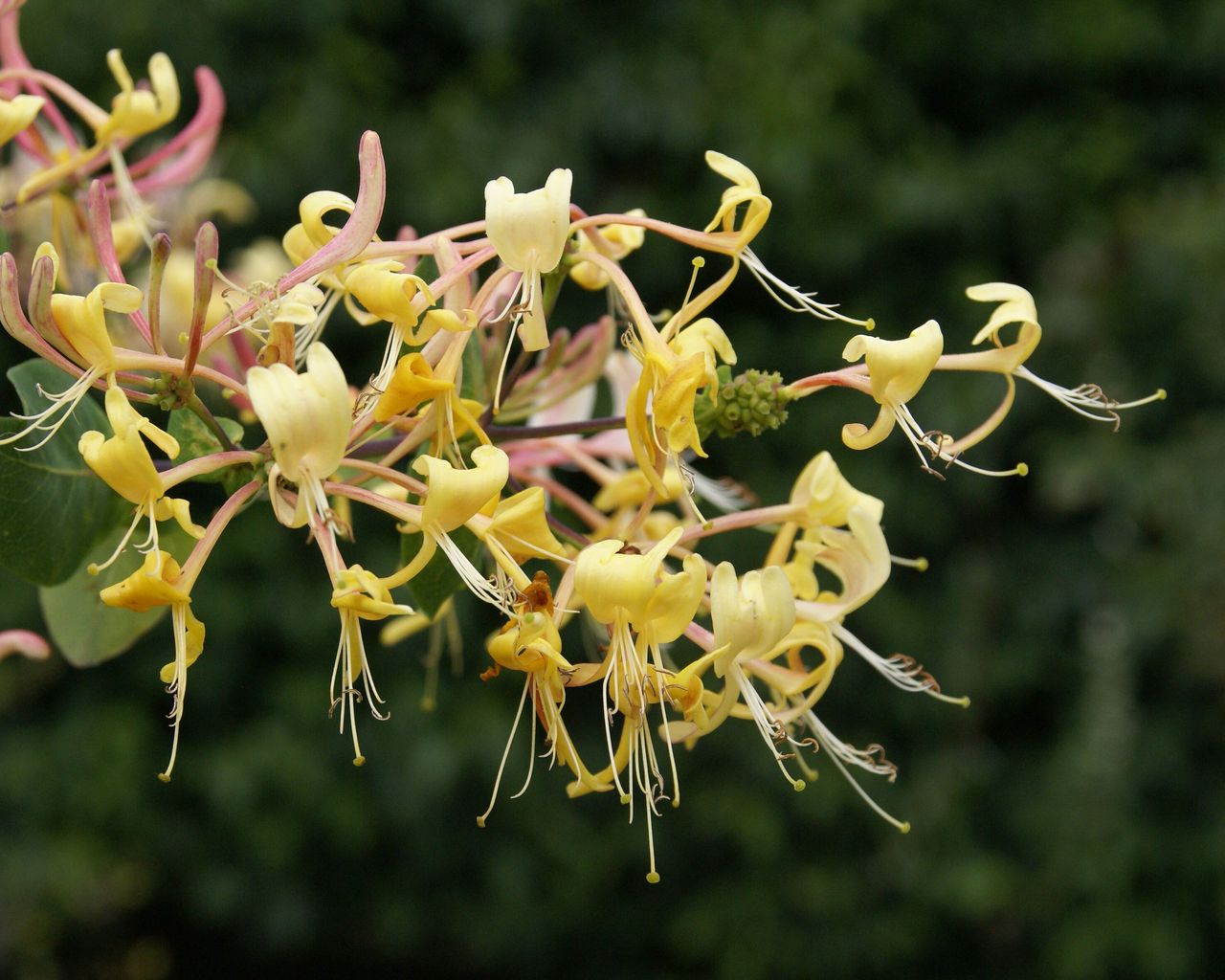 How to grow honeysuckle when, where and varieties to plant Homes & Gardens
