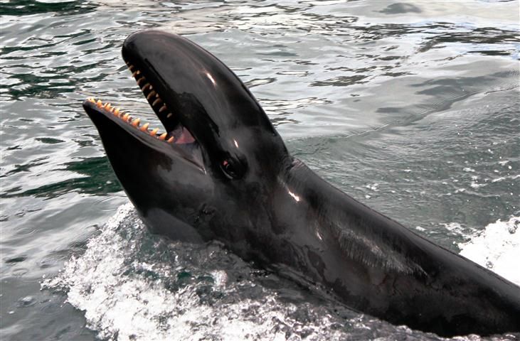 False Killer Whales Focus Sound Waves to 'See' Prey | Live ...