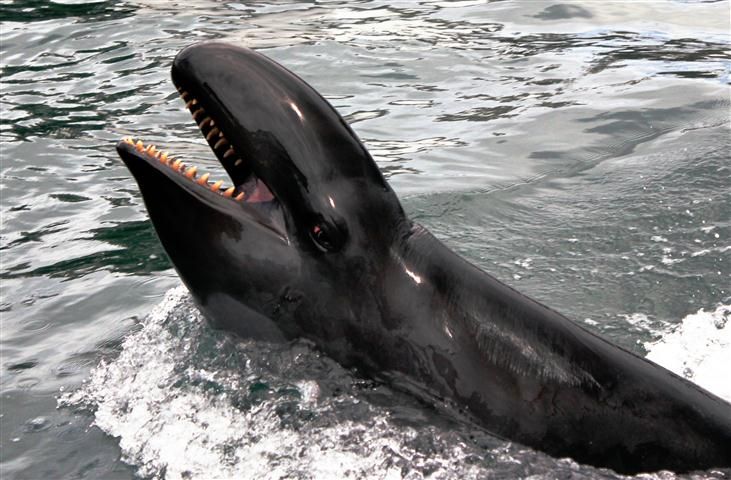 false-killer-whales-focus-sound-waves-to-see-prey-live-science