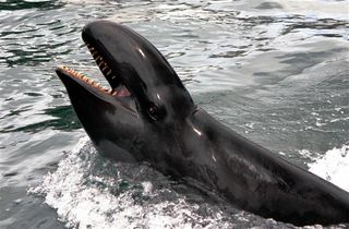 A false killer whale in captivity.