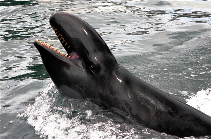 False Killer Whales Focus Sound Waves to 'See' Prey | Live Science