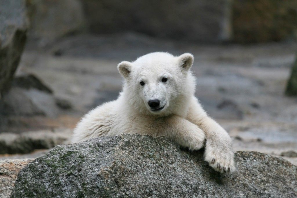 knut the polar bear poses ona rock