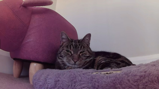 Capture from the Enabot ROLA PetPal of Megan's cat Nala sitting in her bed in front of a foot rest