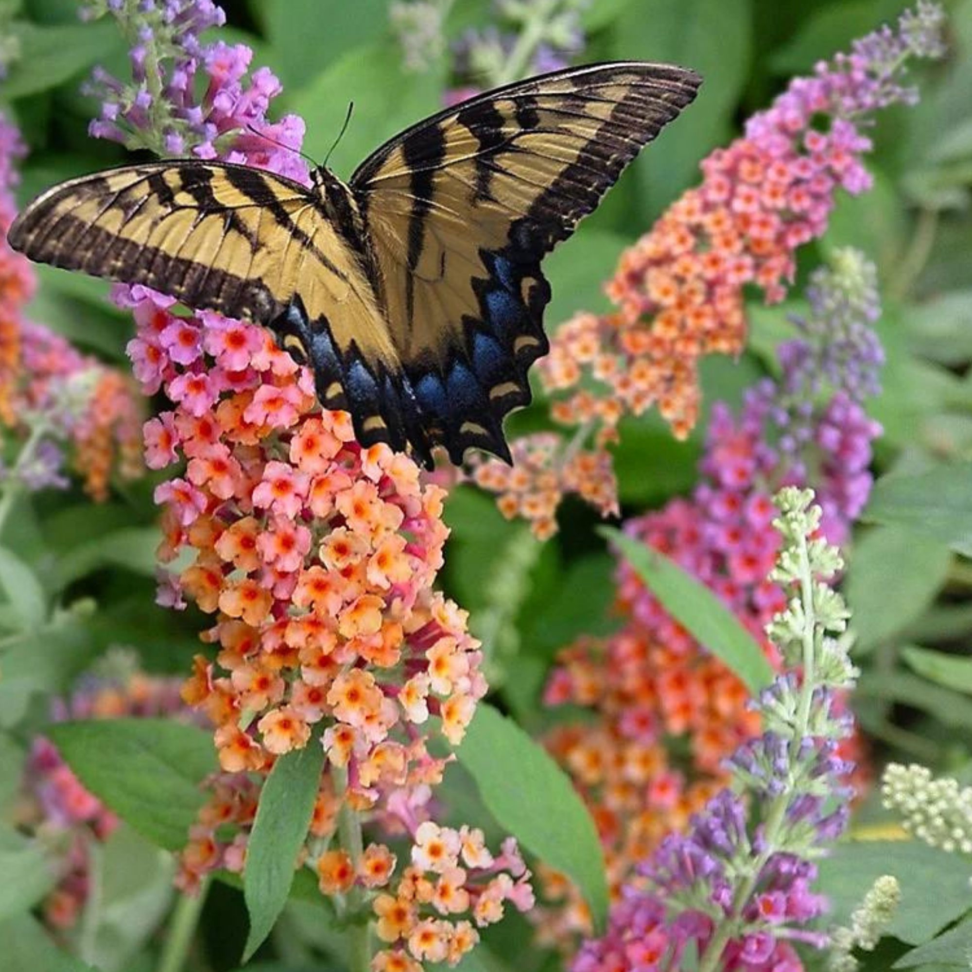 Cottage Farms 2-Piece Butterfly Bush Rainbow Live Plants