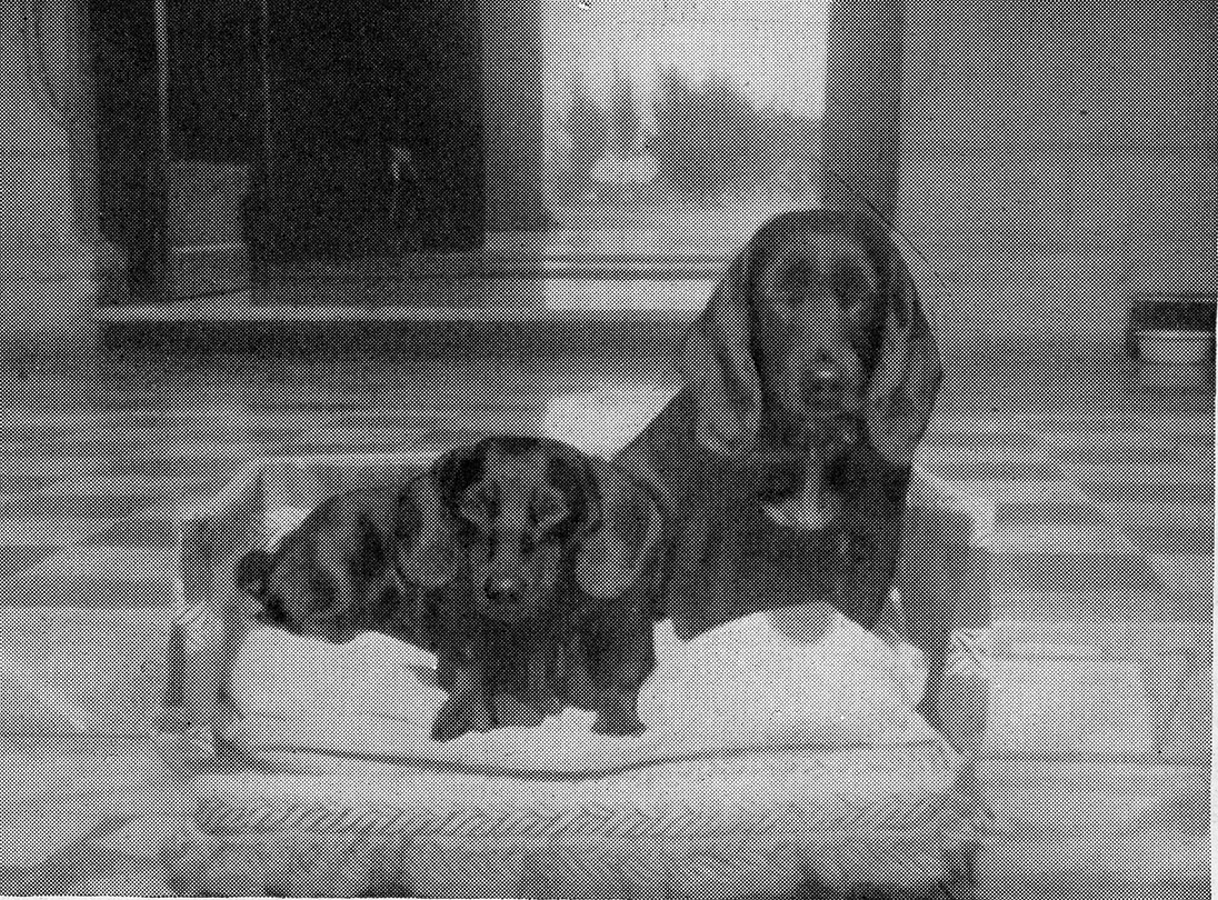 A black-and-white photograph of Suzette, a dachshund, standing on a cushion beside Jeannie, a cocker spaniel, both posed indoors near a window, from a Country Life feature dated February 1, 1953.