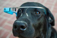 Dog with google glass, wearable tech