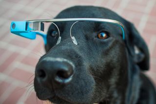 Dog with google glass, wearable tech