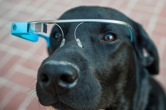 Dog with google glass, wearable tech