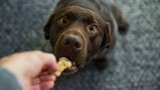 Are dog treats healthy. A dog enjoying a treat