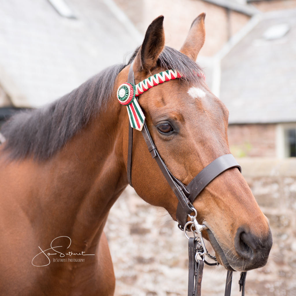 Clare Poole Lafond Browbands - Moon Racer