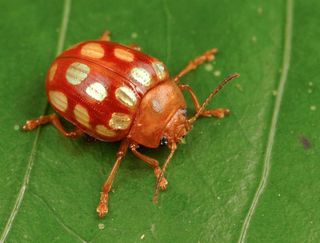 leaf beetle species from suriname