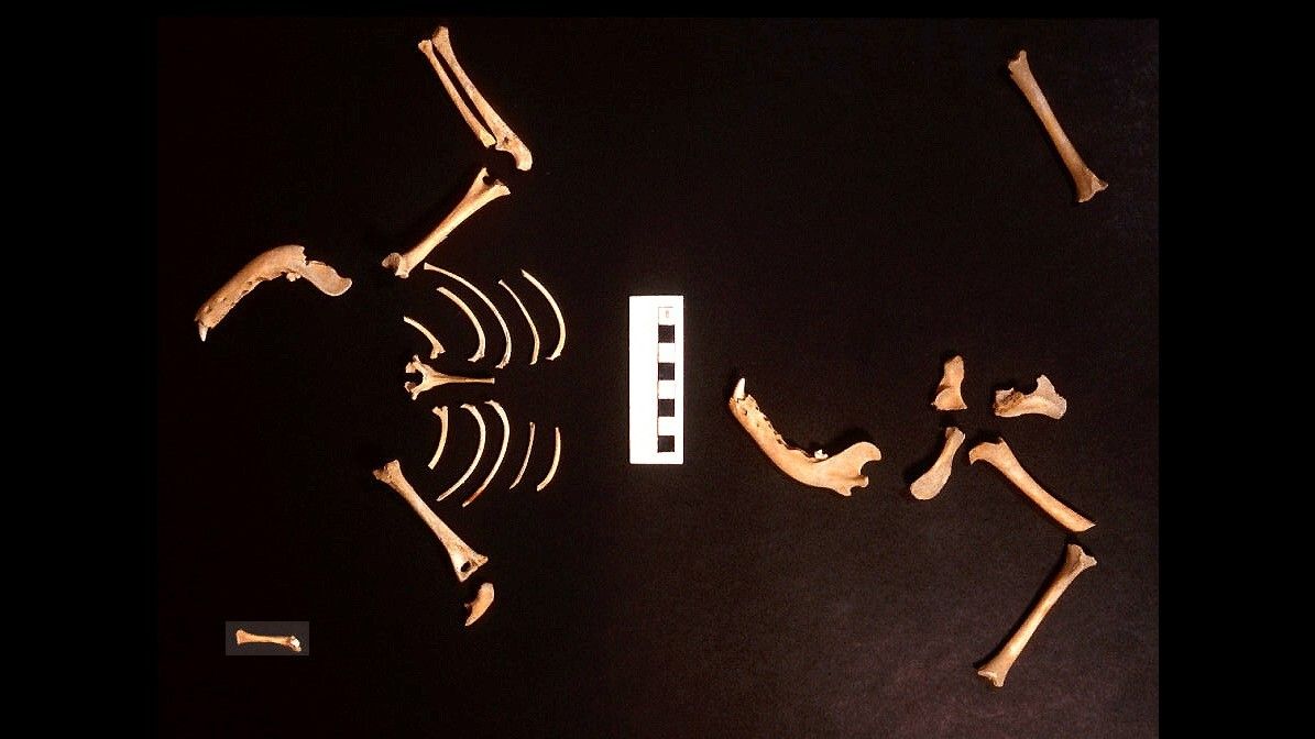 Fear of reanimated corpses may explain mysterious burials at 1,600-year ...