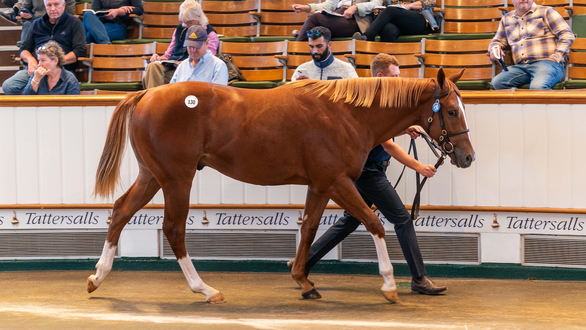 A chestnut yearling being led in the Tattersalls sales ring