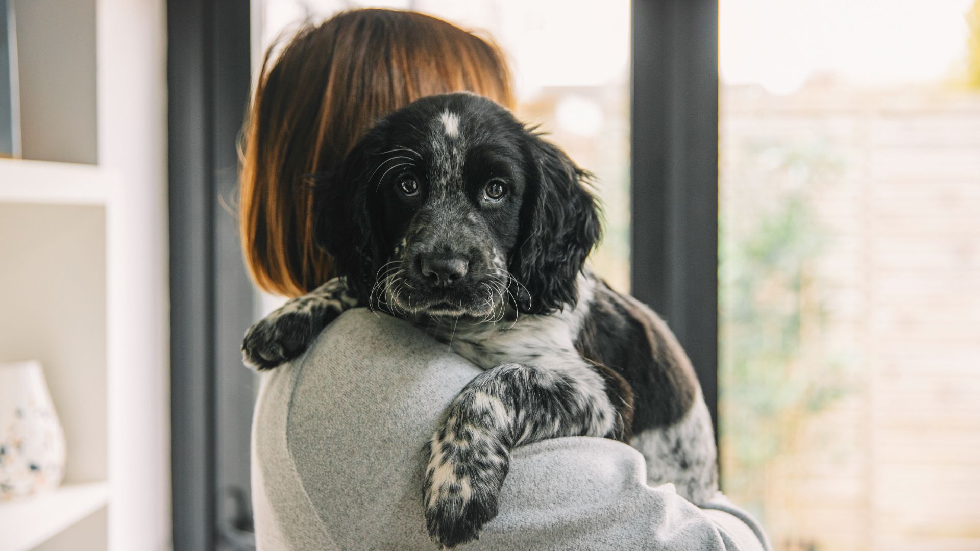 nervous cocker spaniel puppy being cuddled