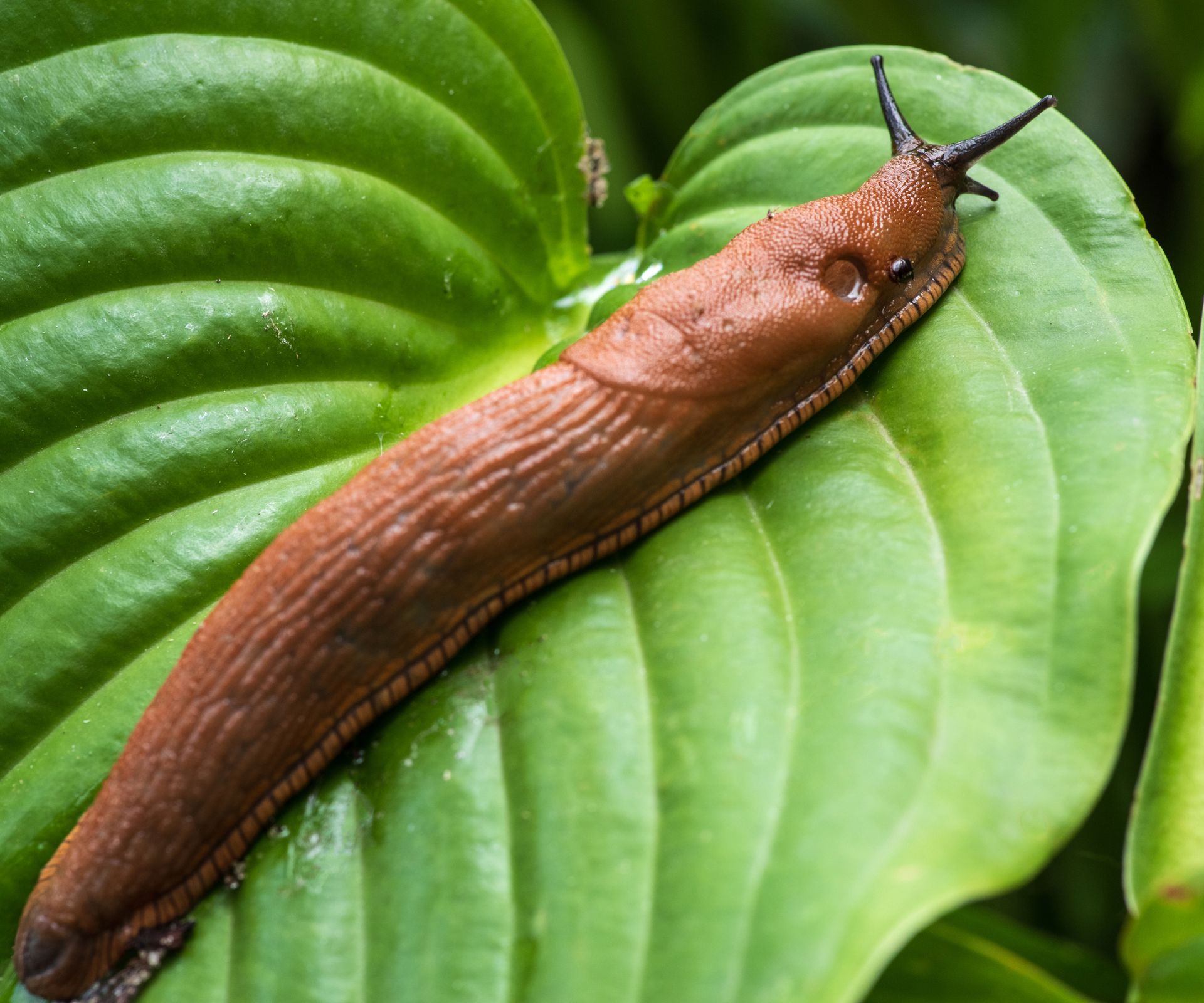 Close up of slug on a hosta leaf