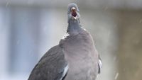 Woodpigeon with beak open in what was called an 'unflattering' pose