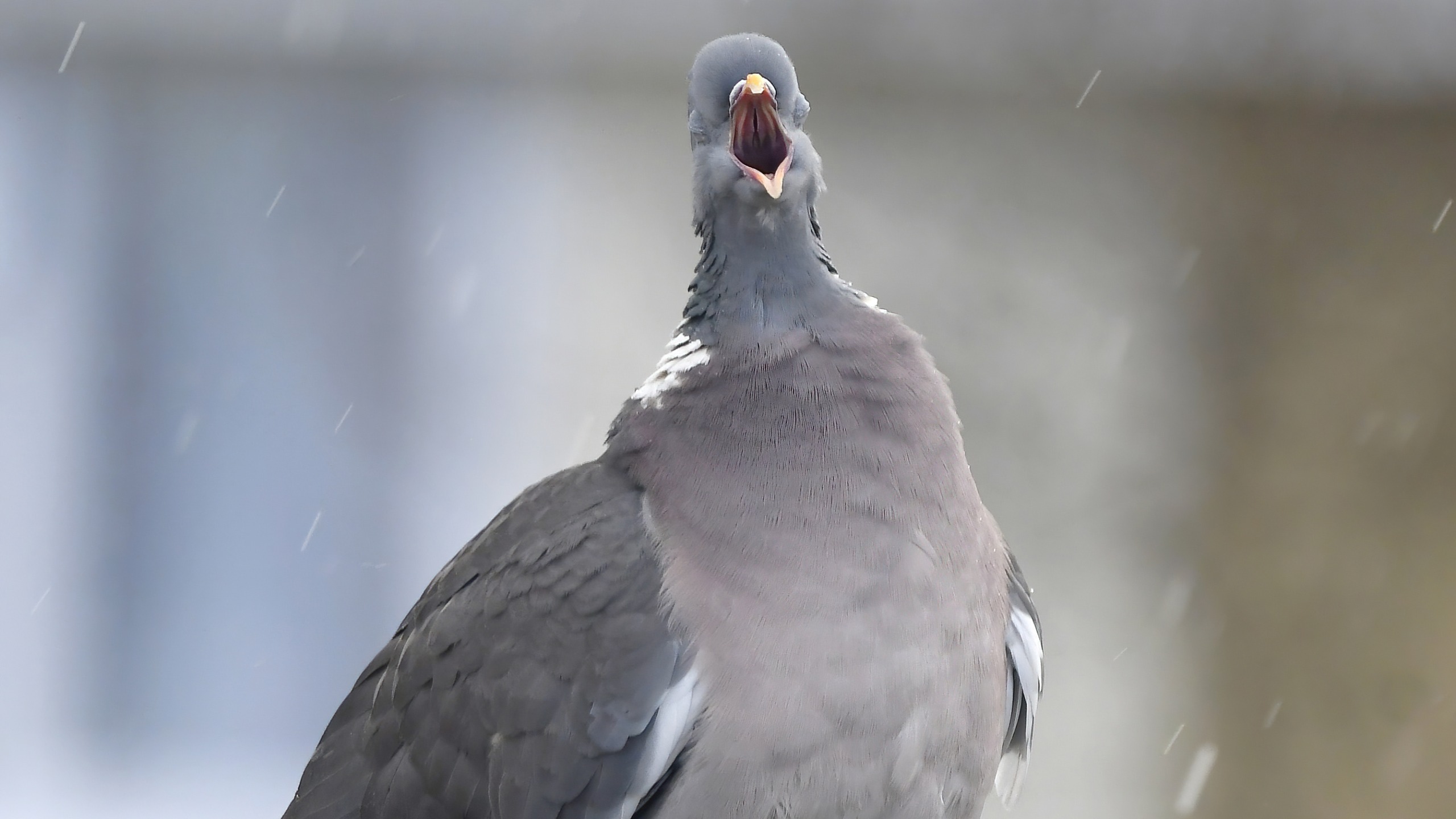 Woodpigeon with beak open in what was called an 'unflattering' pose