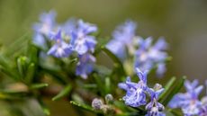 Rosemary plant with green leaves and purple flowers in a sunny border