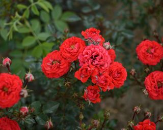 The red flowers of a Dwarf Fairy rose