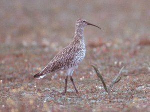 slender-billed curlew