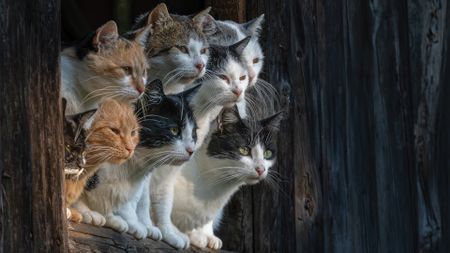 On The Lookout: A group of cats taken at a farm in Romania. I had a very short window to take this long distance, handheld, night shot when walking past a farm in the Carpathian Mountains, Romania.