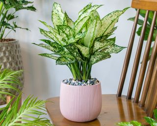 Chinese evergreen Aglaonema resting on chair