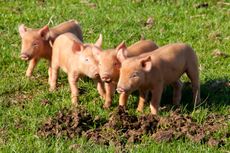 Tamworth piglets