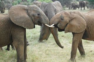 Two young females from different elephant families interact while an older relative watches nearby.