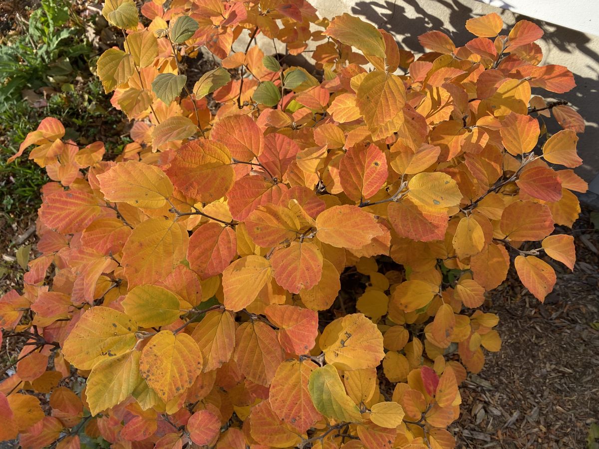 iPhone 12 vs. iPhone 11 - iPhone 11 camera samples