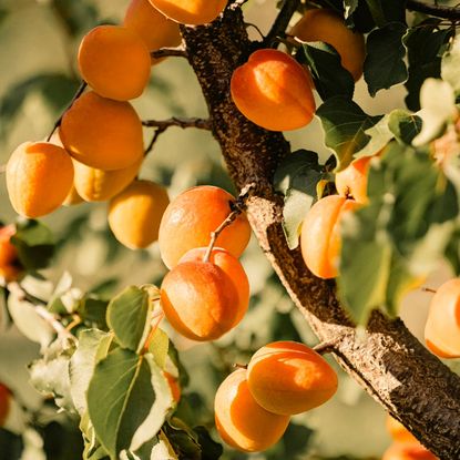 apricot fruits on tree 