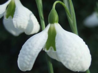 plants for traditional gardens snow drop diggory