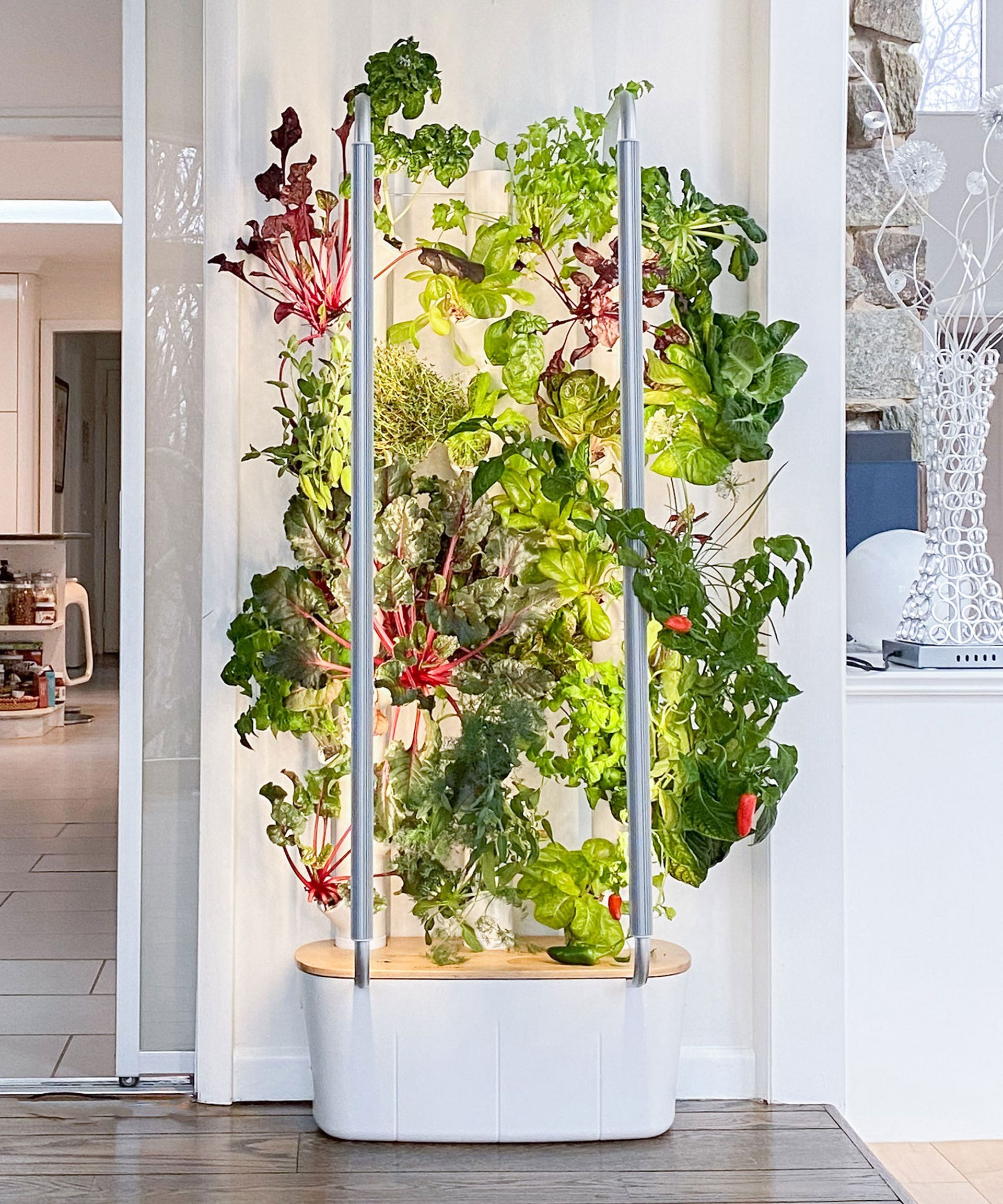 Hydroponic gardening - everything you need to know | Livingetc