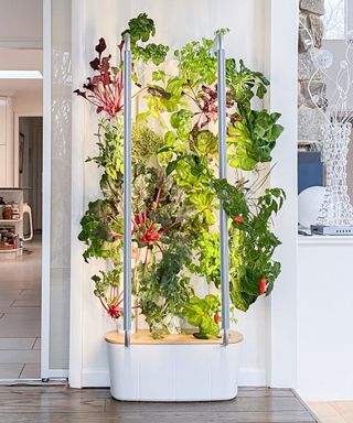 hydroponic gardening tower with leafy greens in kitchen