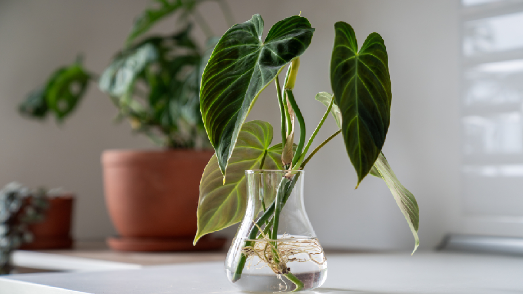 Philodendron cutting propagated in water 