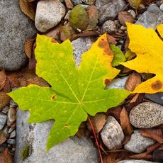A bigleaf maple leaf on stones