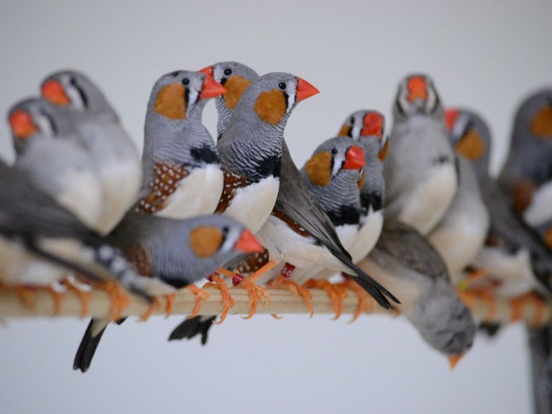 zebra finches