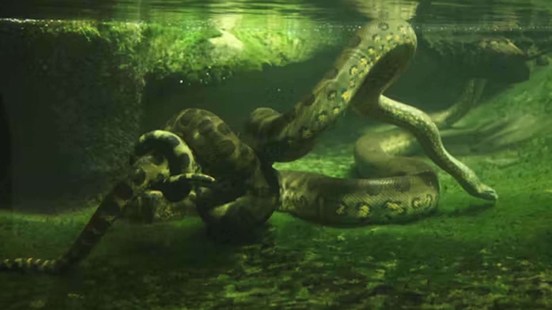 The two green anaconda species live much of their lives in water.