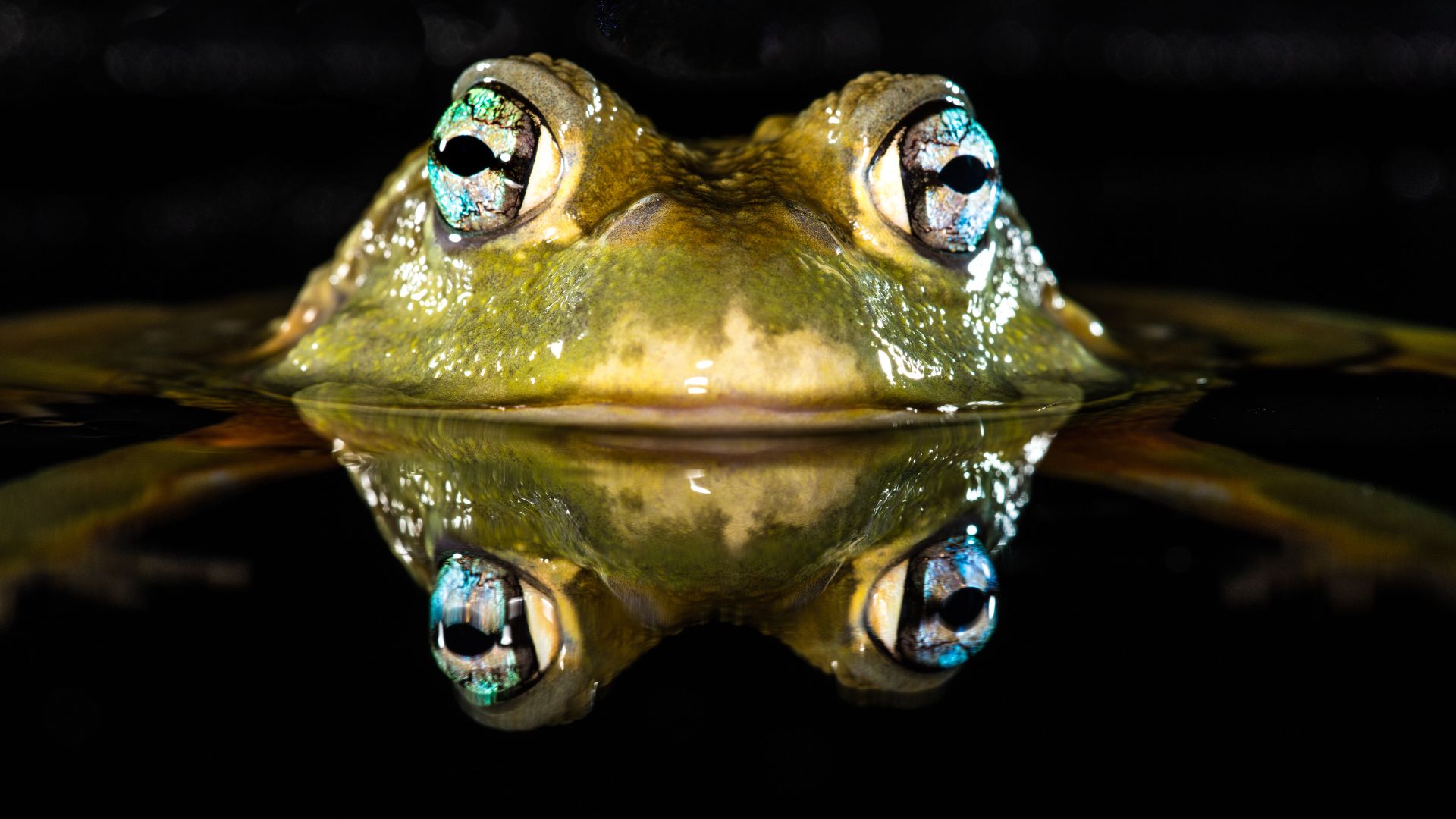 African bullfrog raising its head above water