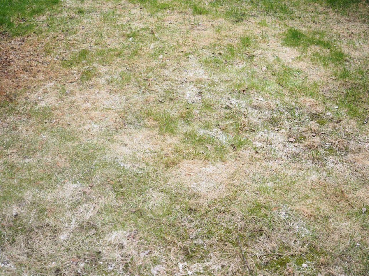 Spots Of Powdery Mildew On Grass