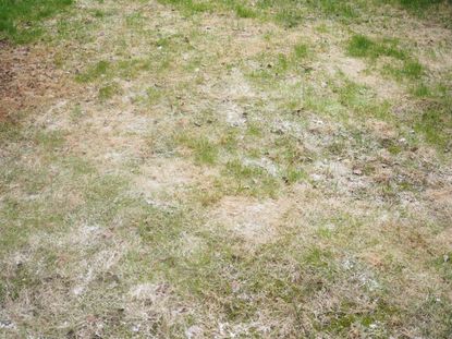 Spots Of Powdery Mildew On Grass