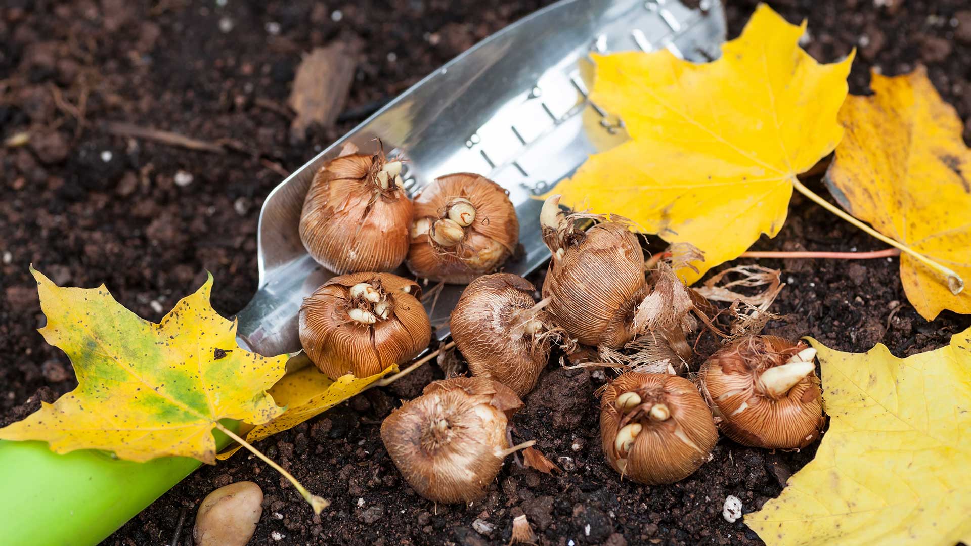 garden trowel and crocus bulbs