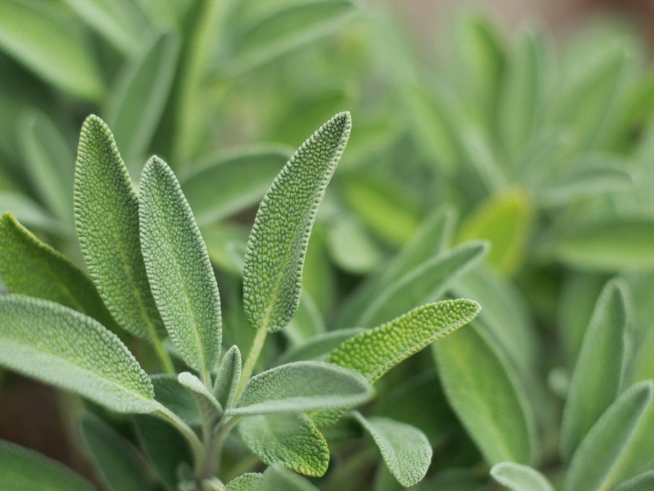 Sage Plants