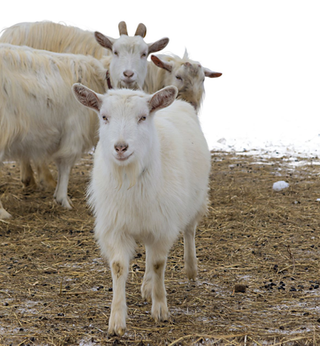 Goats, Mammal, Vertebrate, Goat, Cow-goat family, Livestock, Bovine, Horn, Feral goat, Goat-antelope,