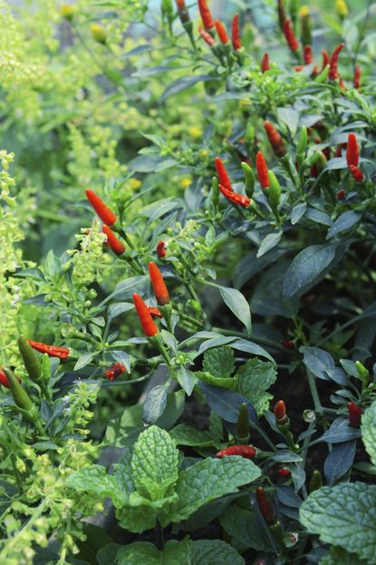 Red Chili Pepper Plants