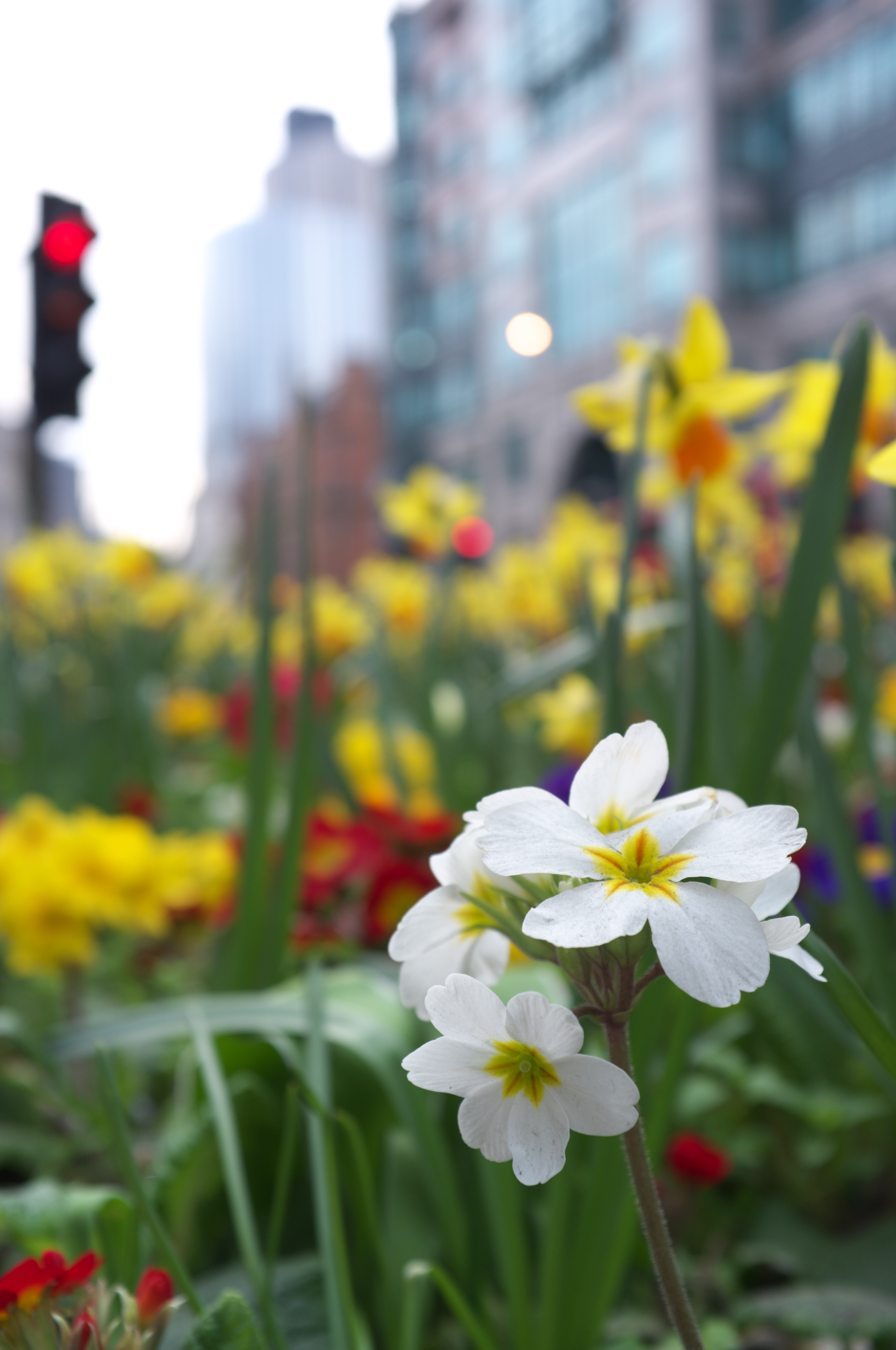 Fuji x100 review