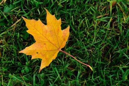 8 tips for shooting autumn leaves | TechRadar