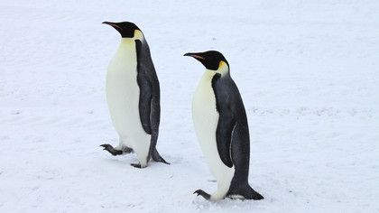 Penguins